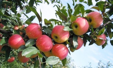 冬季蘋果樹施什么水溶肥料好？